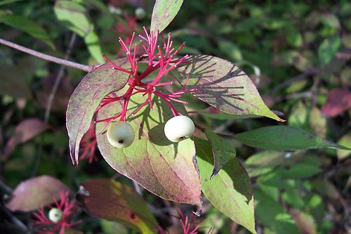 Cornus sericea